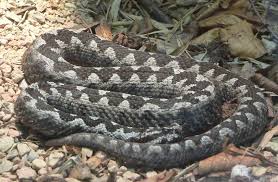 Αποτέλεσμα εικόνας για Vipera ammodytes