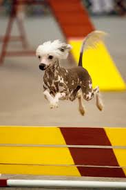 Image result for dog shows