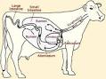 Ruminant Define Ruminant at m