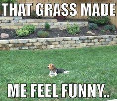 Beagle Funny on Pinterest | Beagle Art, Beagle Dog and Beagles via Relatably.com