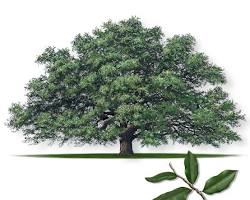 Image of Live Oak Tree in Texas