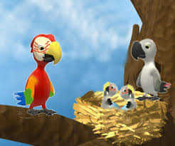 Image result for baby macaw parrot for sale