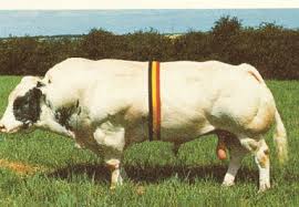 Image result for belgian blue bull meat