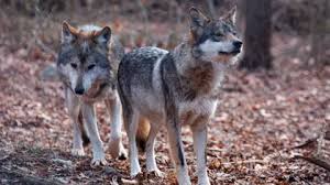 mexican wolf Picture