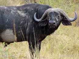 Image result for cape buffalo