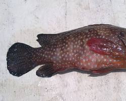 Gambar Kerapu fish