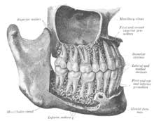 Resultado de imagen para RAIZ dental