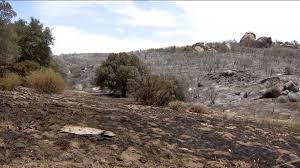 Thorn Fire | Forward spread stopped, evacuations remain active for brush fire in Southeastern San Diego County