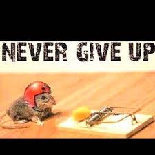 Never give up mouse trap helmet | Funny Pictures | Pinterest ... via Relatably.com