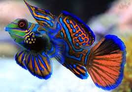 Resultado de imagen para peces