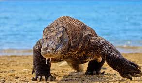 Image result for komodo dragon