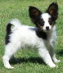 Brown and white Papillon puppy standing in the grass