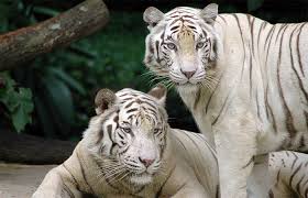 Image result for west bengal images