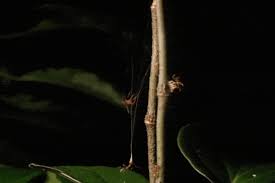 This tiny Australian spider uses a high-powered web catapult to trap and eat aggressive ants