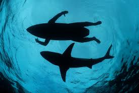 Image result for sharks