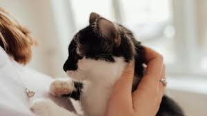 Un aumento en la mortalidad de gatos alarma a clínicas veterinarias y refugios en San Salvador