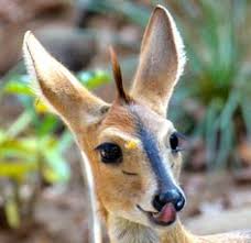 Image result for walter's duiker