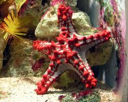Starfish aquarium pet