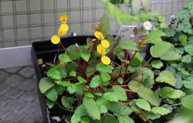Image result for Begonia scutifolia