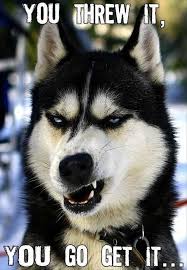 25 Best Funny animal Quotes and Funny Memes | Quotes and Humor via Relatably.com