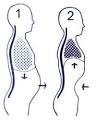 Respiration abdominale