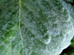 powdery mildew in tomatoes ile ilgili görsel sonucu