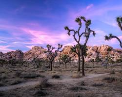 Image of Joshua Tree National Park in winter