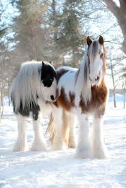 Image result for HORSE