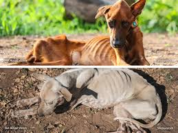 Starving Dog Rescued & Another Starved Dead Dog Found Tied ...