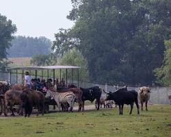 Image of Dutch Creek Farm Animal Park