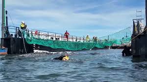 Bultrug : ce qu'il faut savoir — image 3