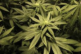 Resultado de imagen de Legalization