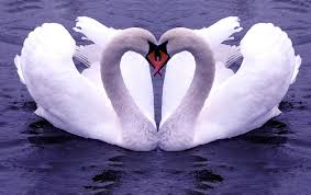 Image result for ‫عشق‬&lrm;