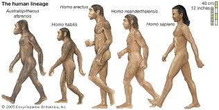 Image result for homo sapiens