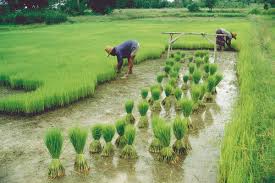 Image result for Agriculture