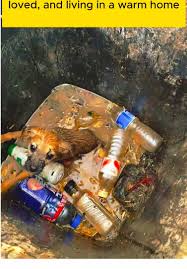 Rescue Story of a Tiny Puppy Abandoned in Trash | TikTok