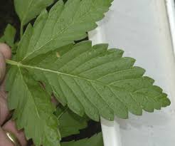 Résultat de recherche d'images pour "cannabis leaf"