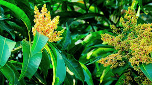 Pegó invierno cálido a floración de mango