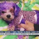  Dog nearly dies after owner dyes it purple