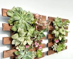 Hình ảnh về Plants on wall decor