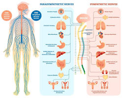 Nervous system diagram