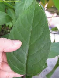 Image result for health benefits of longevity spinach