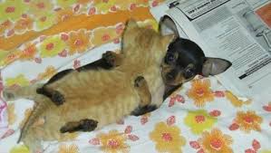 Résultat de recherche d'images pour "cats and dogs living together pictures"