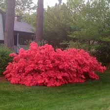 Image result for Azalea azaleas