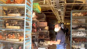 Así Avanza el Cierre de Negocios que Venden Animales en Mercado de Sonora