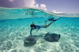 Image result for pictures of cast away cay sting rays