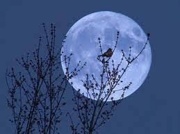 Blue Moon