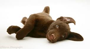 Image result for "Chesapeake bay retriever"