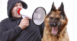 Resultado de imagen para perros ERRORES FRECUENTES EN LA EDUCACIÓN