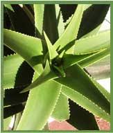 Image result for tree pictures with names